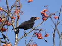 Le nombre d’espèces en France est estimé à 182.854. © Erni, Fotolia